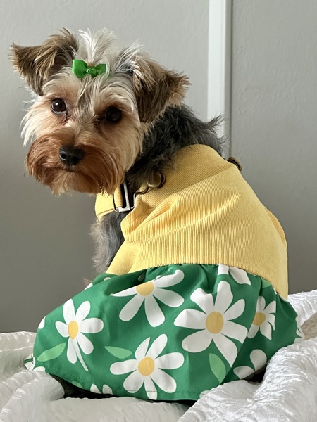 Entry image for Oakleigh . Clicking this image will show a larger photo