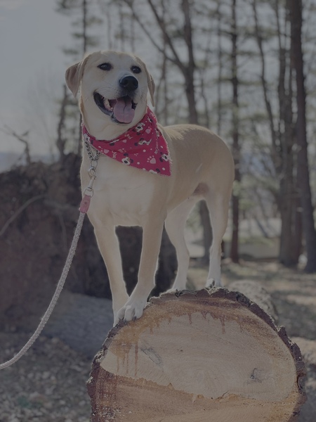 Entry image for Ribsy. Clicking this image will show a larger photo