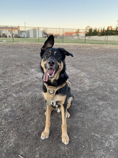 Entry image for Boomer. Clicking this image will show a larger photo