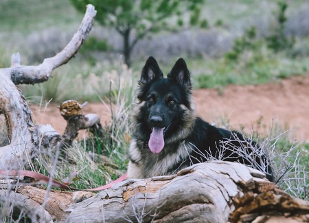 Entry image for Nala Bear. Clicking this image will show a larger photo