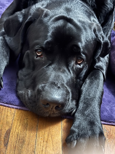 Entry image for Diesel. Clicking this image will show a larger photo