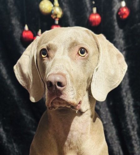 Entry image for Mazey. Clicking this image will show a larger photo