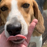 Entry image for Millie