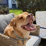 Entry image for Hobbes 