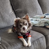 Entry image for Muffin