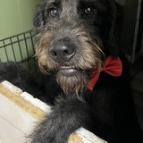 Entry image for Wesley 