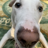 Entry image for Snowball