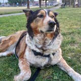 Entry image for Bones