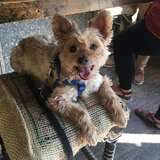 Entry image for Ollie