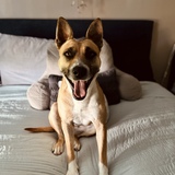 Entry image for Honey