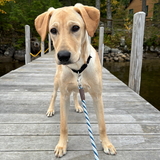 Entry image for Sunny