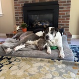 Entry image for Ozzy & Grayson 