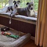 Entry image for Ozzy & Grayson 