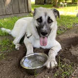 Entry image for Sashimi 