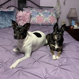 Entry image for Snoopy and Jubilee