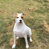 Entry image for Zoey formally known as Honor