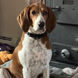 Entry image for Sadie