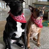 Entry image for Bella and Benny