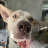 Entry image for Louie