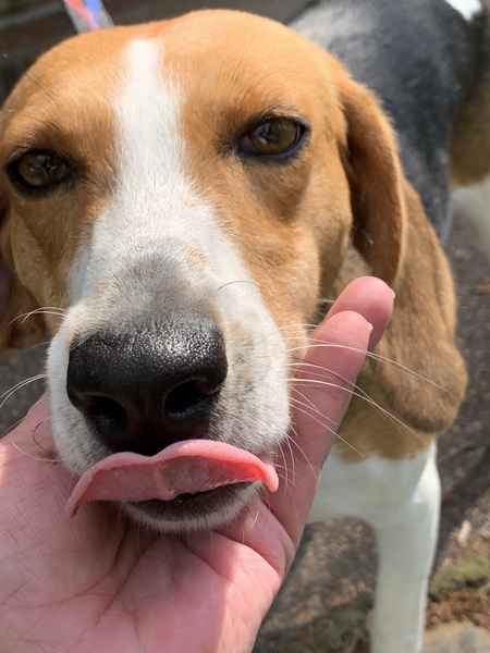 Entry image for Millie. Clicking this image will show a larger photo