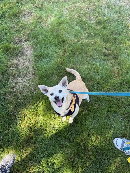 Entry image for Bean. Clicking this image will show a larger photo