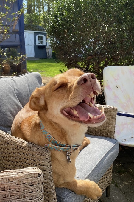 Entry image for Hobbes . Clicking this image will show a larger photo