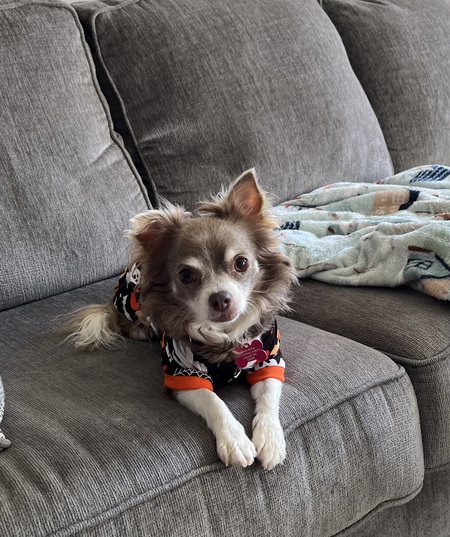 Entry image for Muffin. Clicking this image will show a larger photo