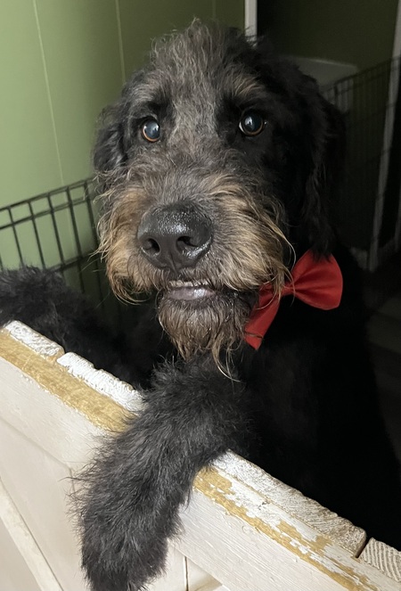 Entry image for Wesley . Clicking this image will show a larger photo