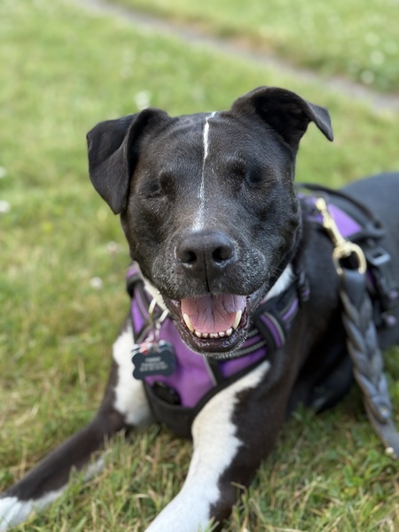 Entry image for Fannie. Clicking this image will show a larger photo