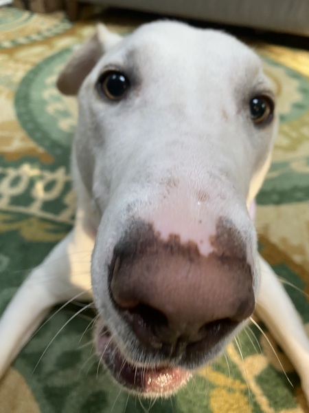 Entry image for Snowball. Clicking this image will show a larger photo