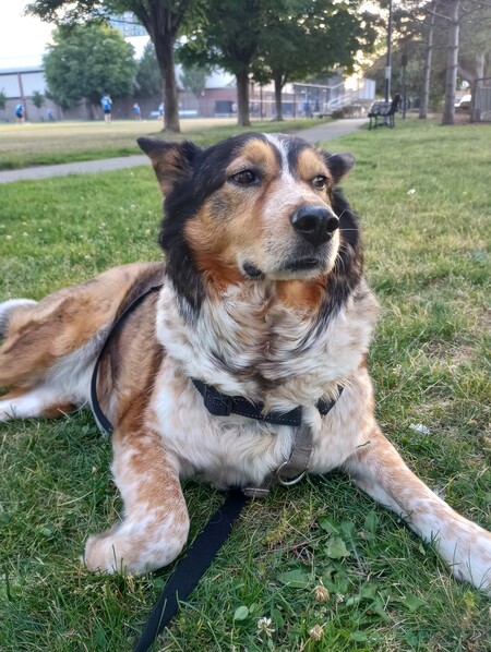 Entry image for Bones. Clicking this image will show a larger photo