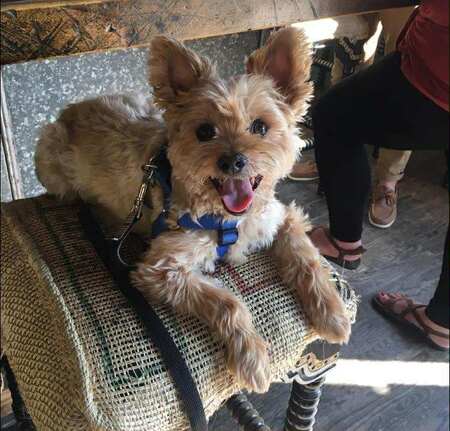 Entry image for Ollie. Clicking this image will show a larger photo