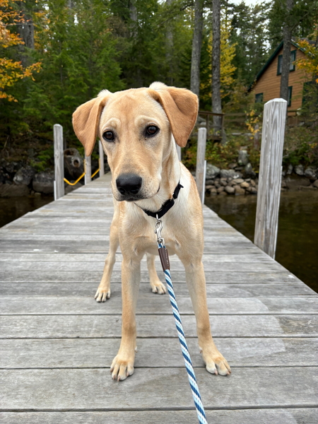 Entry image for Sunny. Clicking this image will show a larger photo