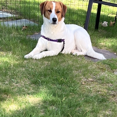 Entry image for Bayley. Clicking this image will show a larger photo