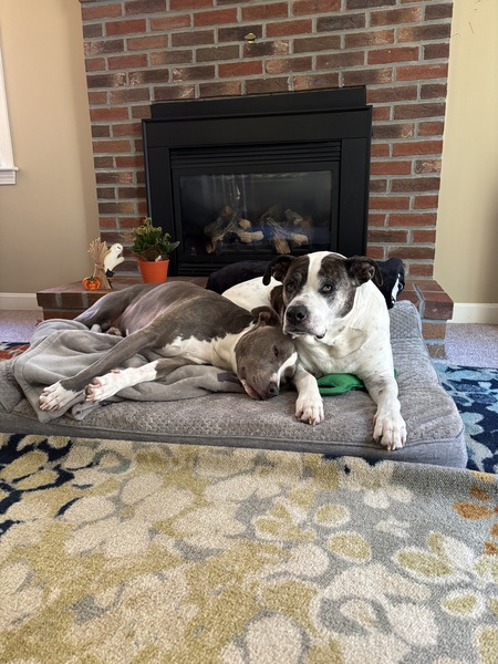 Entry image for Ozzy & Grayson . Clicking this image will show a larger photo