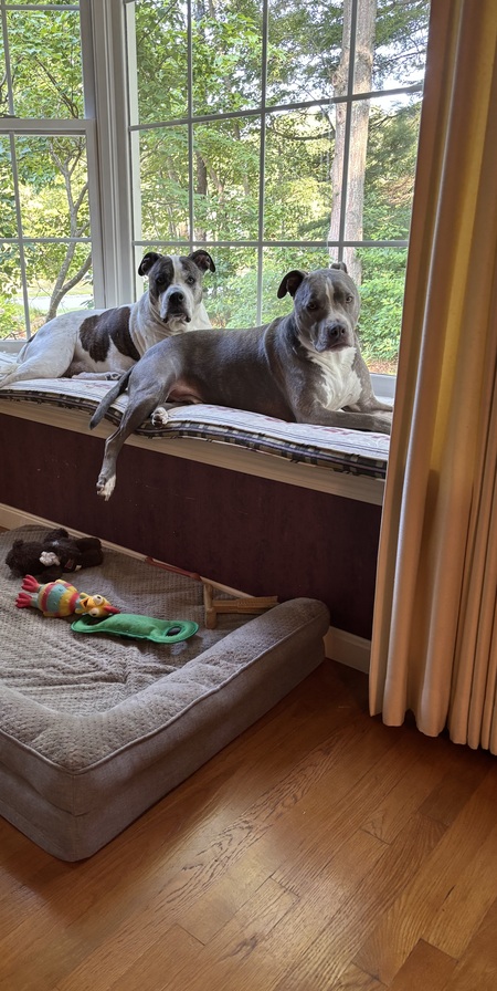 Entry image for Ozzy & Grayson . Clicking this image will show a larger photo