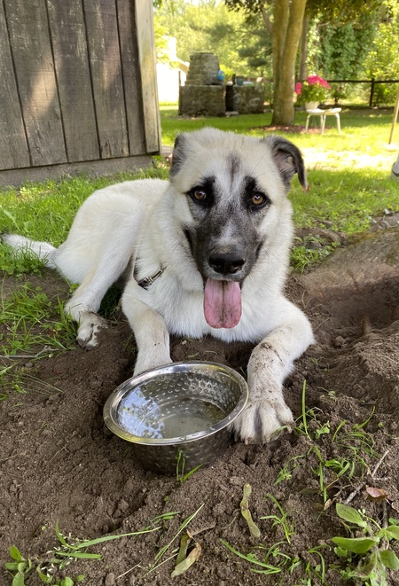 Entry image for Sashimi . Clicking this image will show a larger photo