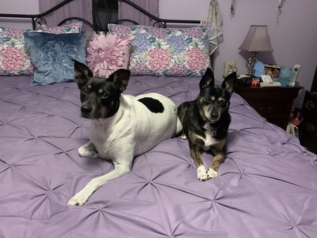 Entry image for Snoopy and Jubilee. Clicking this image will show a larger photo