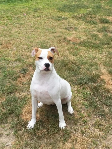 Entry image for Zoey formally known as Honor. Clicking this image will show a larger photo