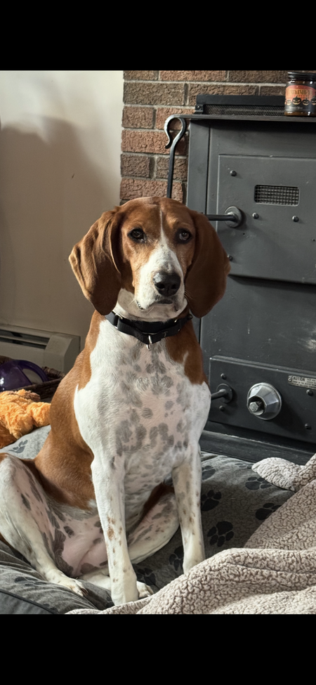 Entry image for Sadie. Clicking this image will show a larger photo