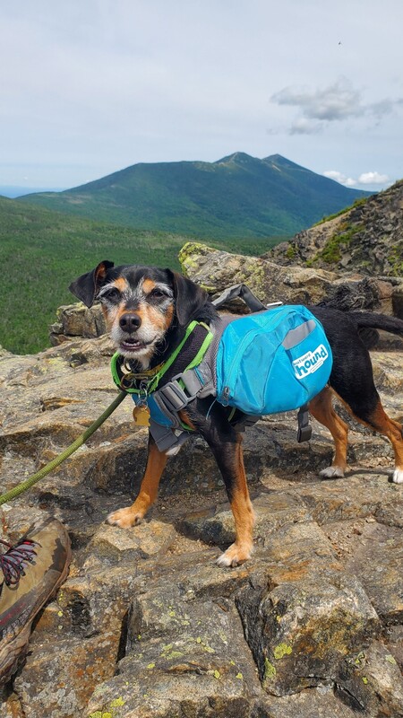 Entry image for Topper. Clicking this image will show a larger photo