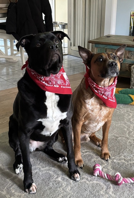 Entry image for Bella and Benny. Clicking this image will show a larger photo