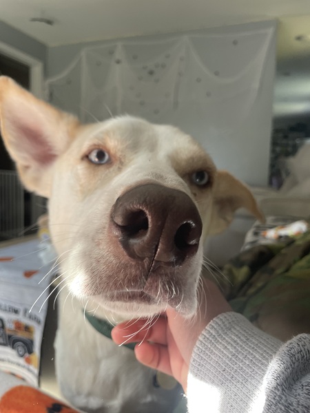 Entry image for Louie. Clicking this image will show a larger photo