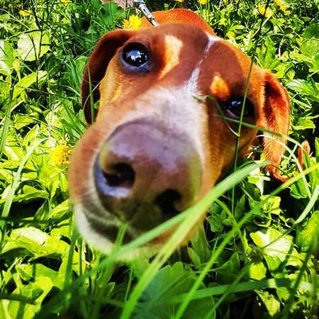 Poopers