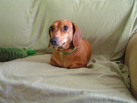 Toby