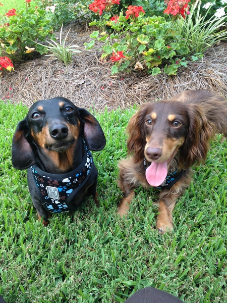 Scooter and Bailey 