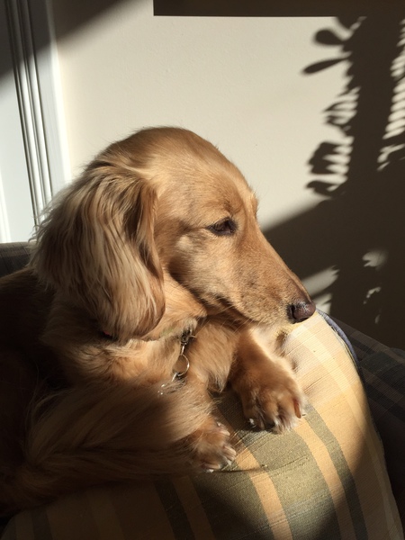 Layla
