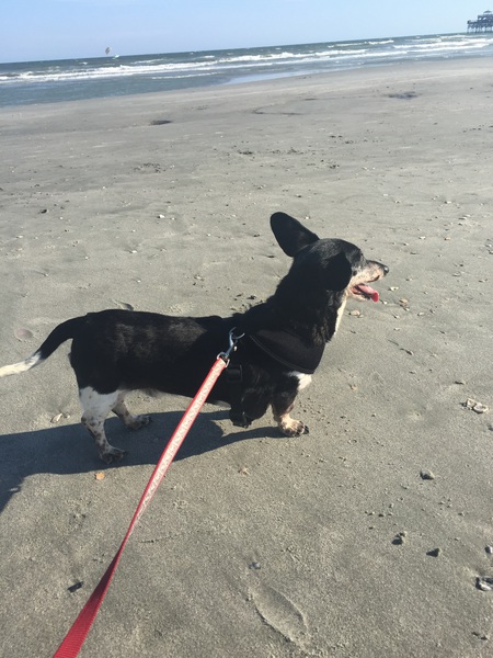 Mister (aka Ollie)