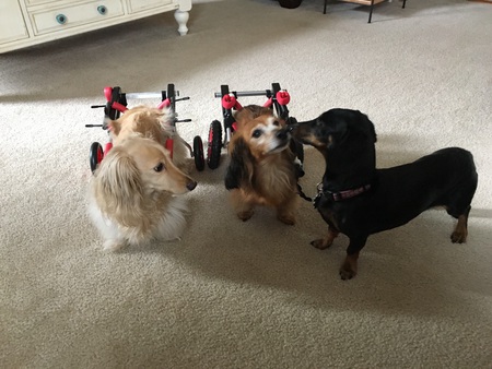 Bella, Copper and Penny