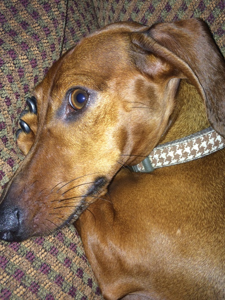Leo 